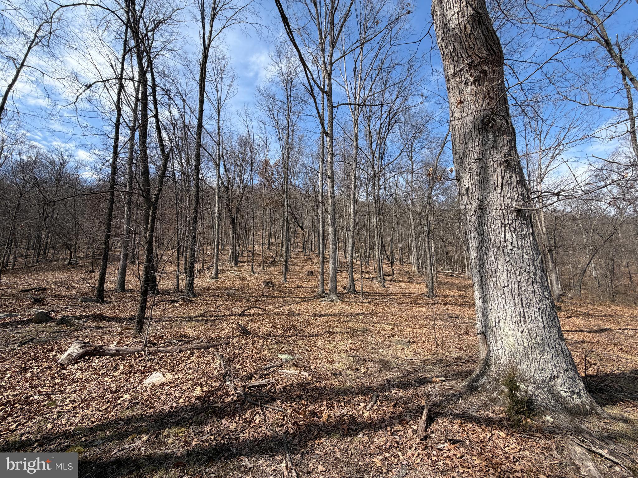 181 Deer Run Road Baker, WV 26801 - Photo 10 of 71 a backyard of a house with lots of green space