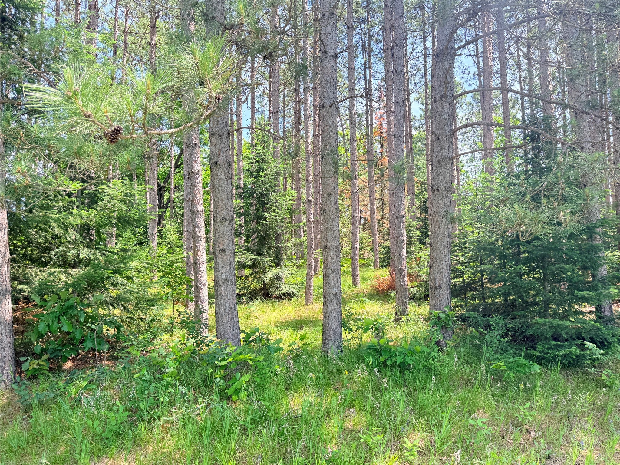 Lot 3 Boat Landing Road Ladysmith, WI 54848 - Photo 10 of 32 Gallery Image 10