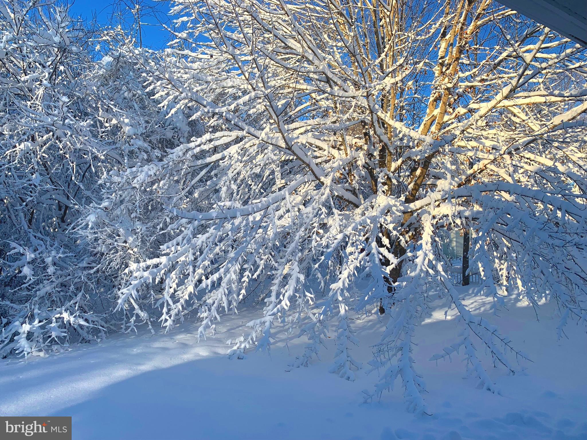 19 Walnut Hill Road La Plata, MD 20646 - Photo 57 of 73 Sunlit winter woods after the storm