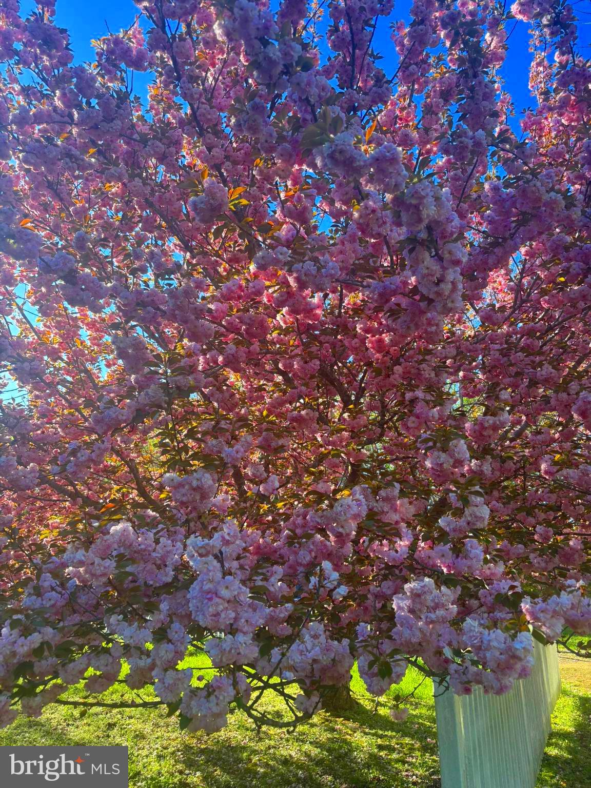 19 Walnut Hill Road La Plata, MD 20646 - Photo 6 of 70 a picture of tree