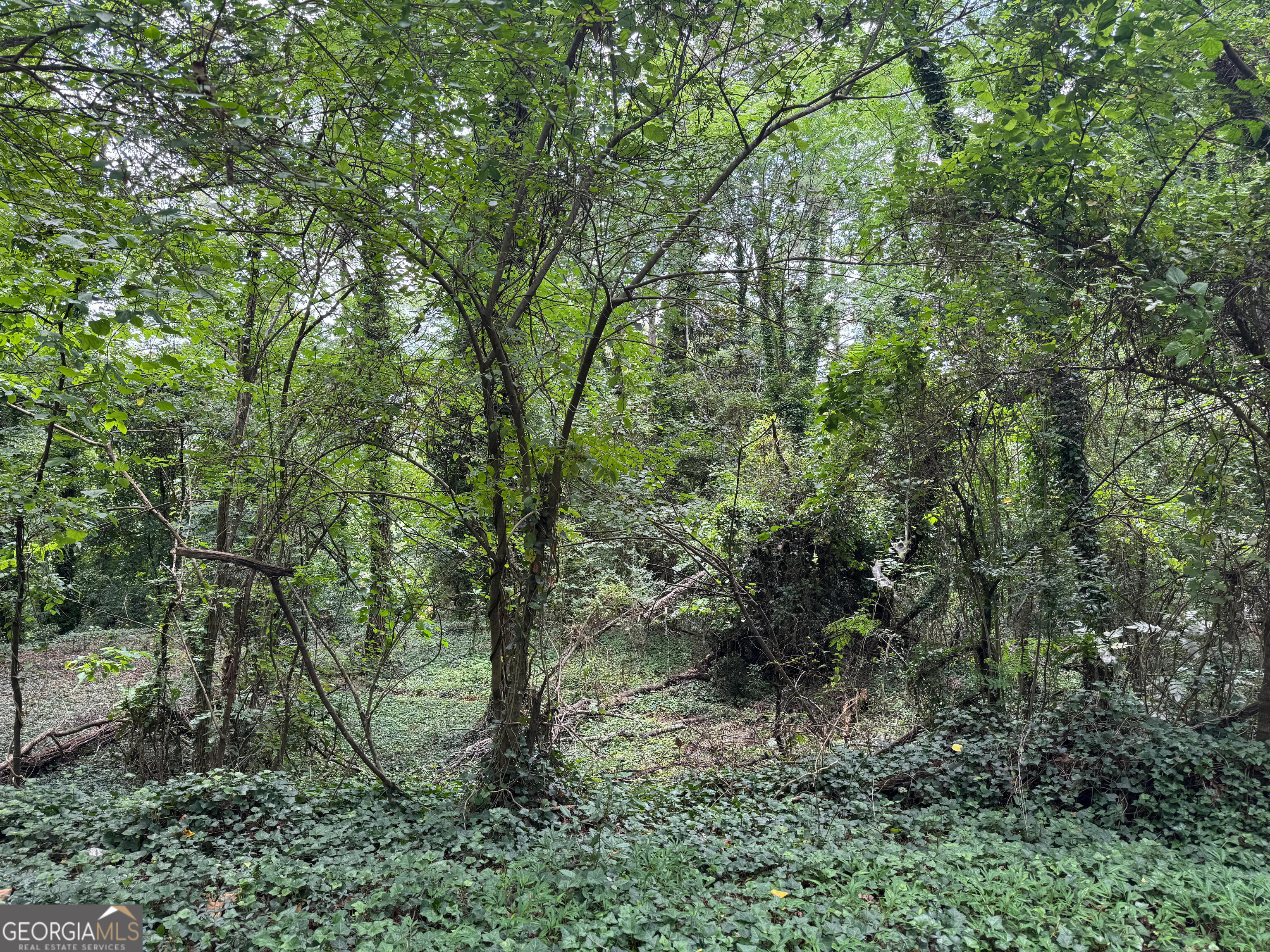 0 Turnbull Drive Rome, GA 30161 - Photo 2 of 4 a view of a forest with lots of trees