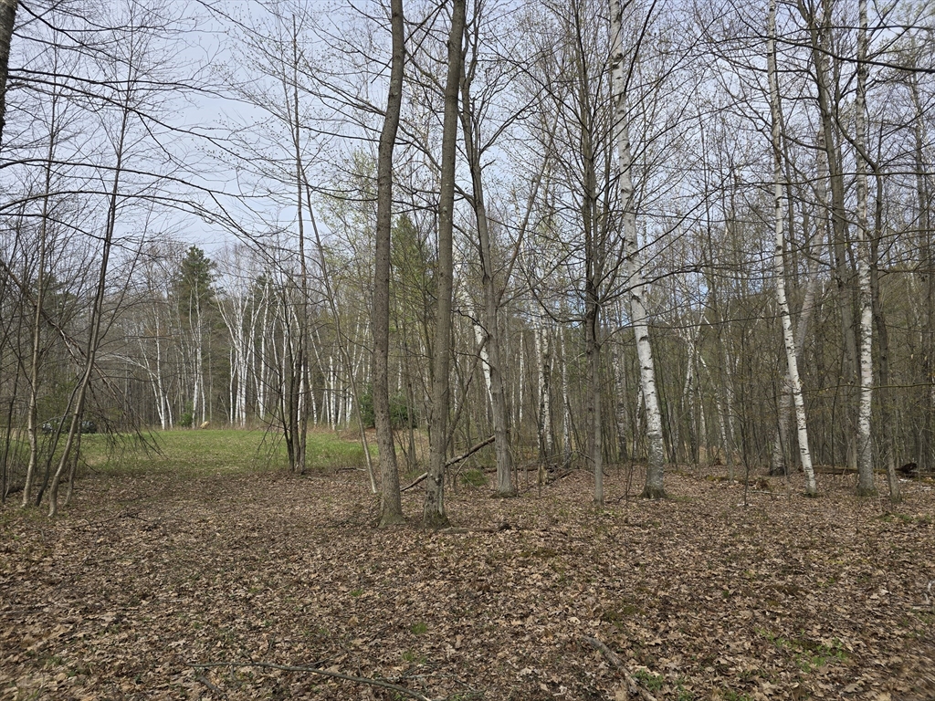 0 Reservoir Road North Adams, MA 01247 - Photo 8 of 13 a view of a backyard with large trees
