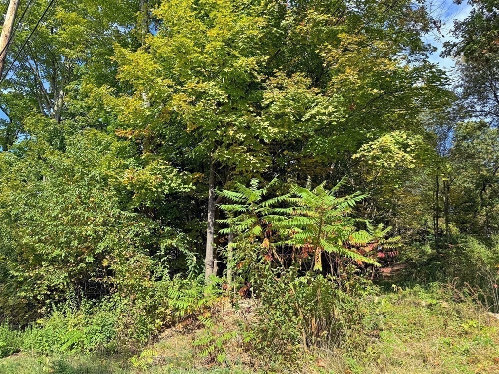 171 Cleveland Street Greenfield, MA 01301 - Photo 5 of 9 a view of a plant in a garden