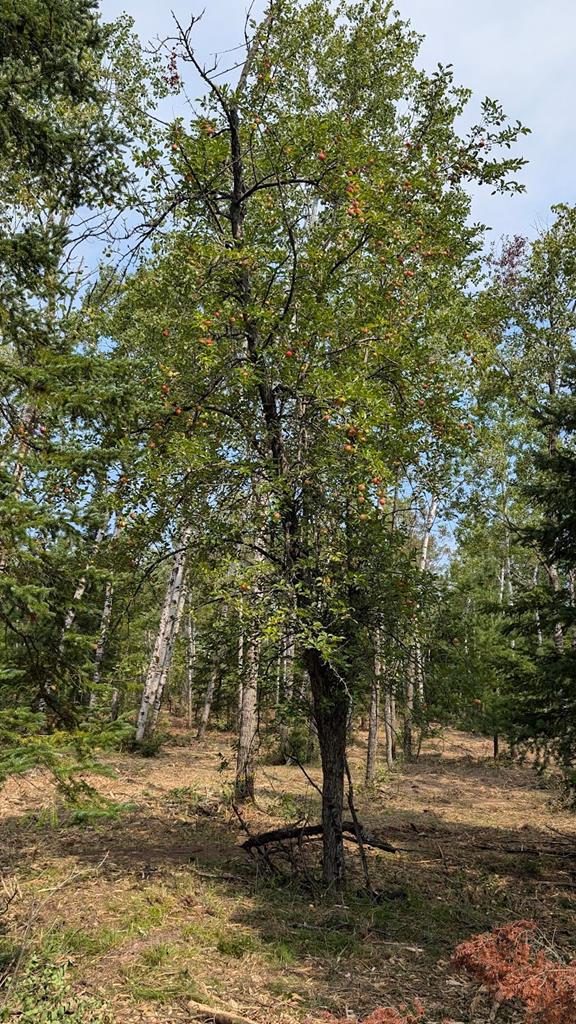 Lot 6 Wandering Down Road Fish Creek, WI 54212 - Photo 8 of 21