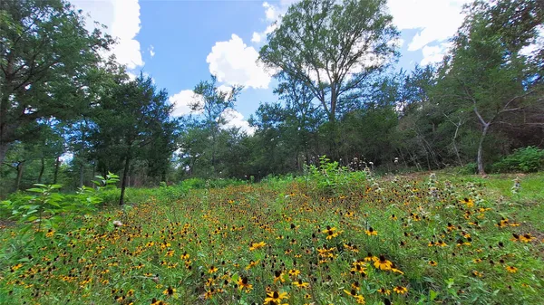 a view of a lush green space