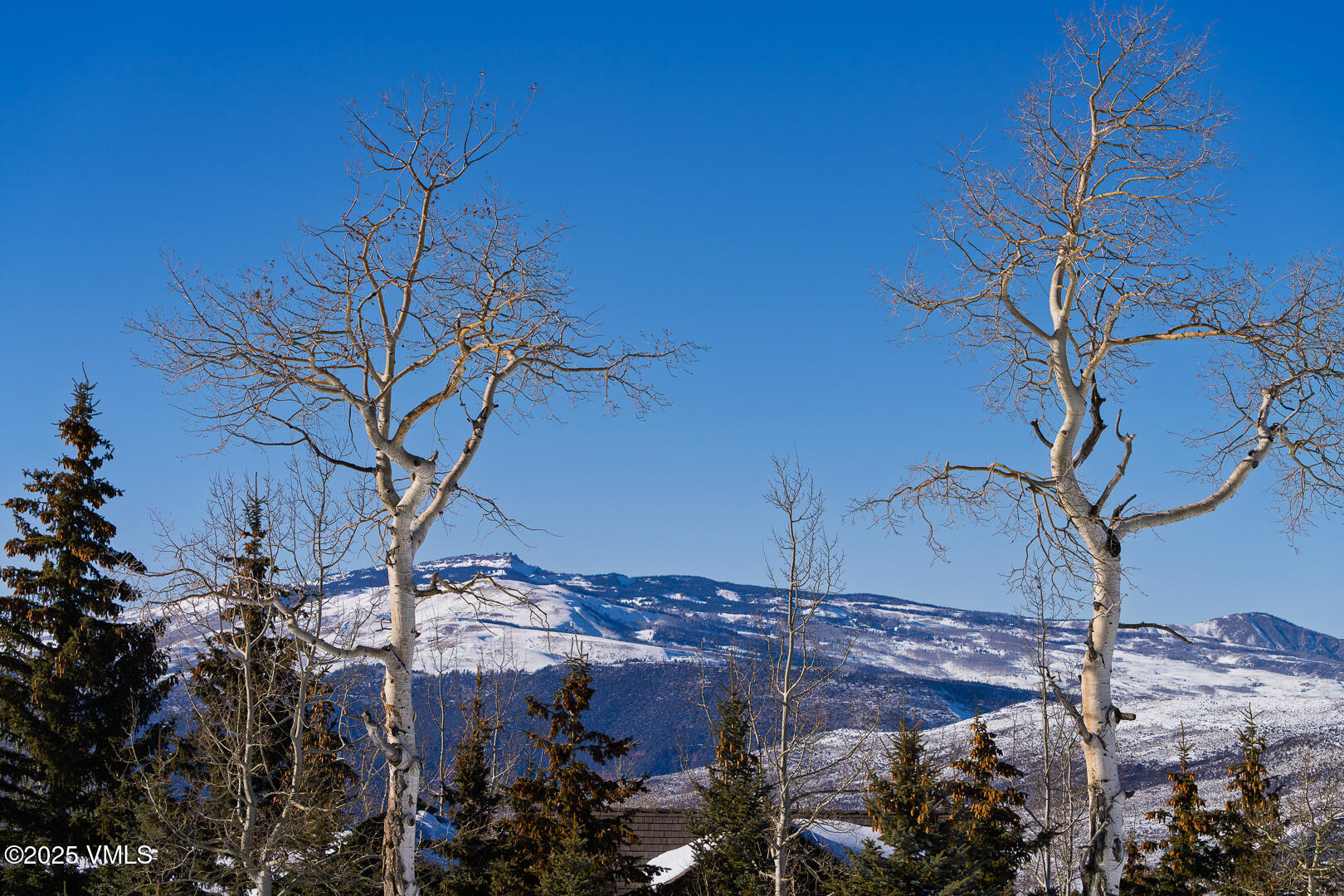 72 Martingale Lane Edwards, CO 81632 - Photo 23 of 52 a view of a tree in a yard