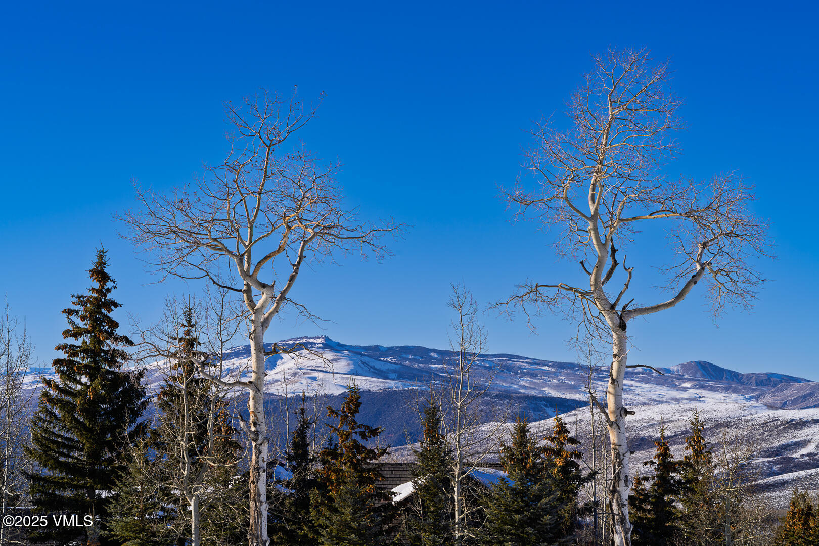 72 Martingale Lane Edwards, CO 81632 - Photo 50 of 52 a view of a tree in front of a house