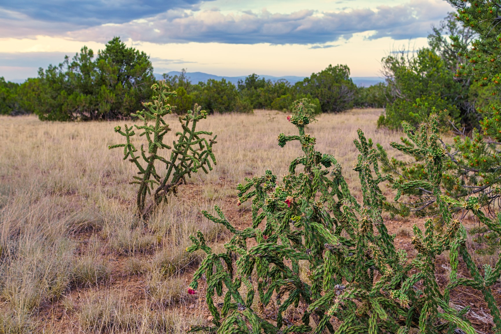 176 Wagon Trail Road Cerrillos, NM 87010 - Photo 6 of 35