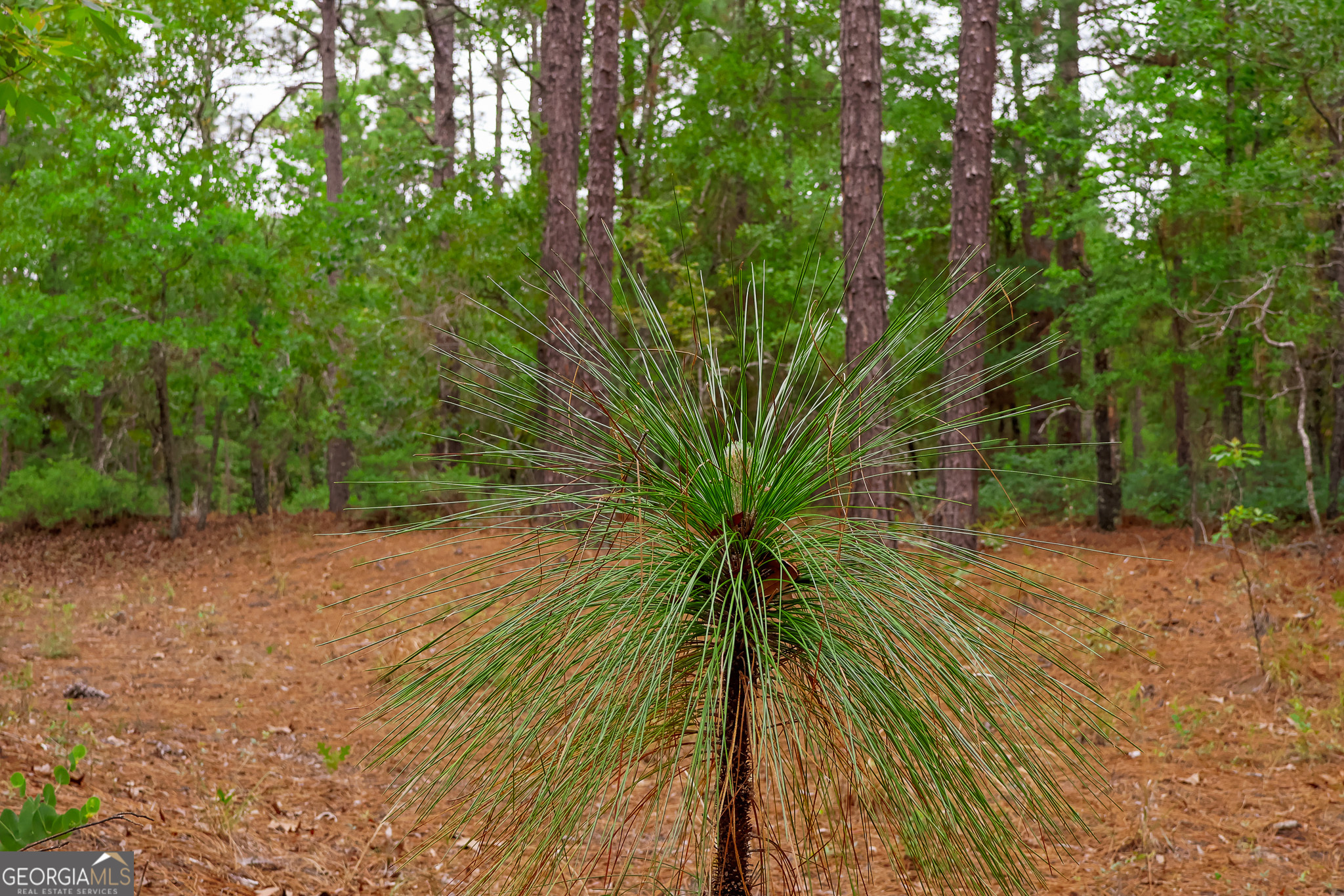 0 Chance Road Girard, GA 30426 - Photo 11 of 26 a view of a palm trees in a yard