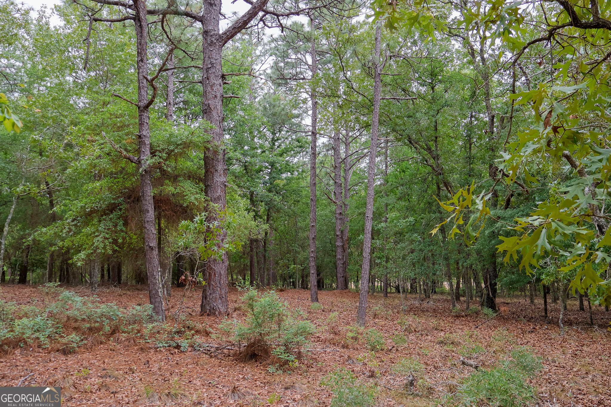 0 Chance Road Girard, GA 30426 - Photo 15 of 26 a view of a forest filled with trees
