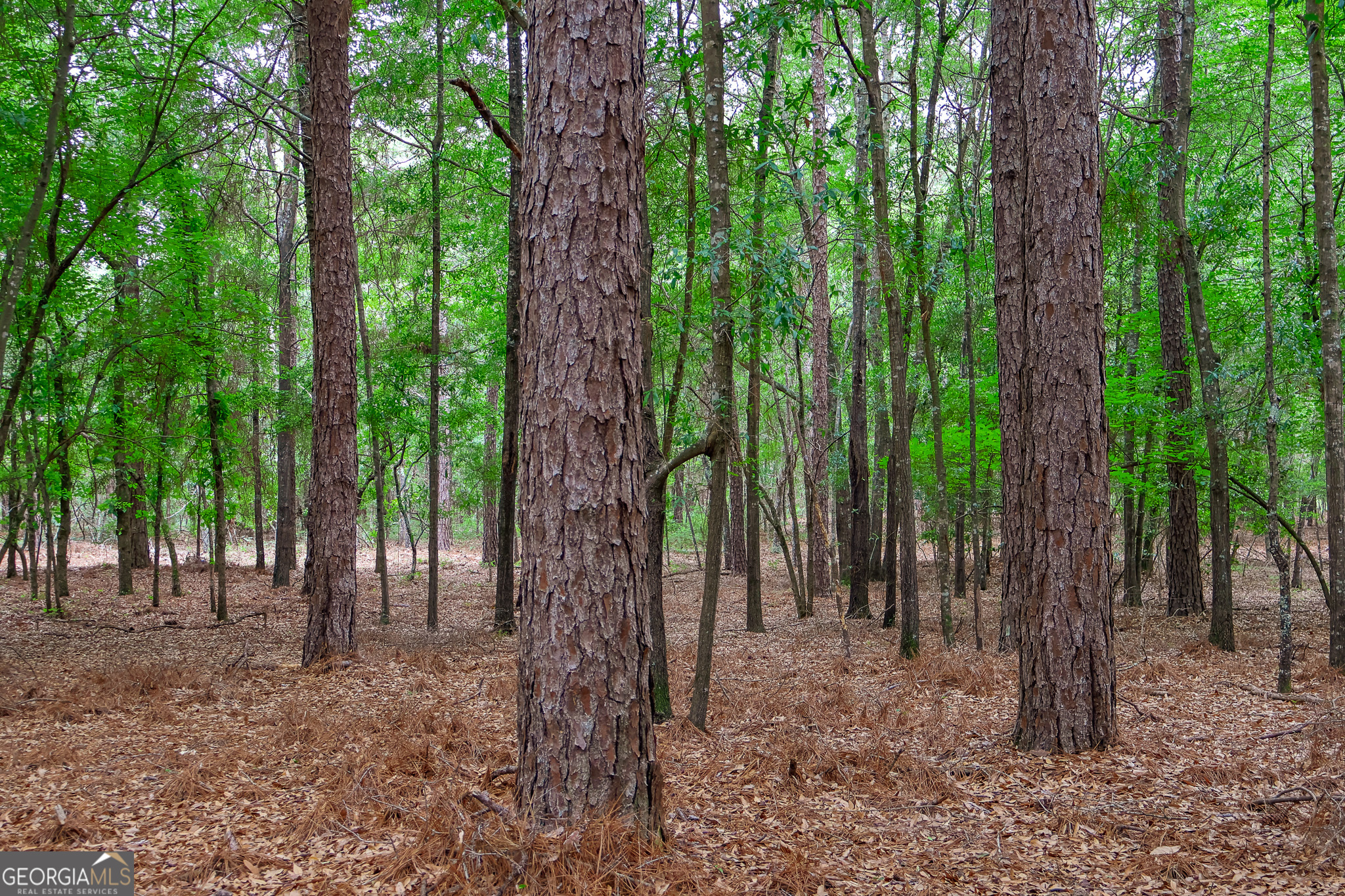 0 Chance Road Girard, GA 30426 - Photo 20 of 26 a view of a forest