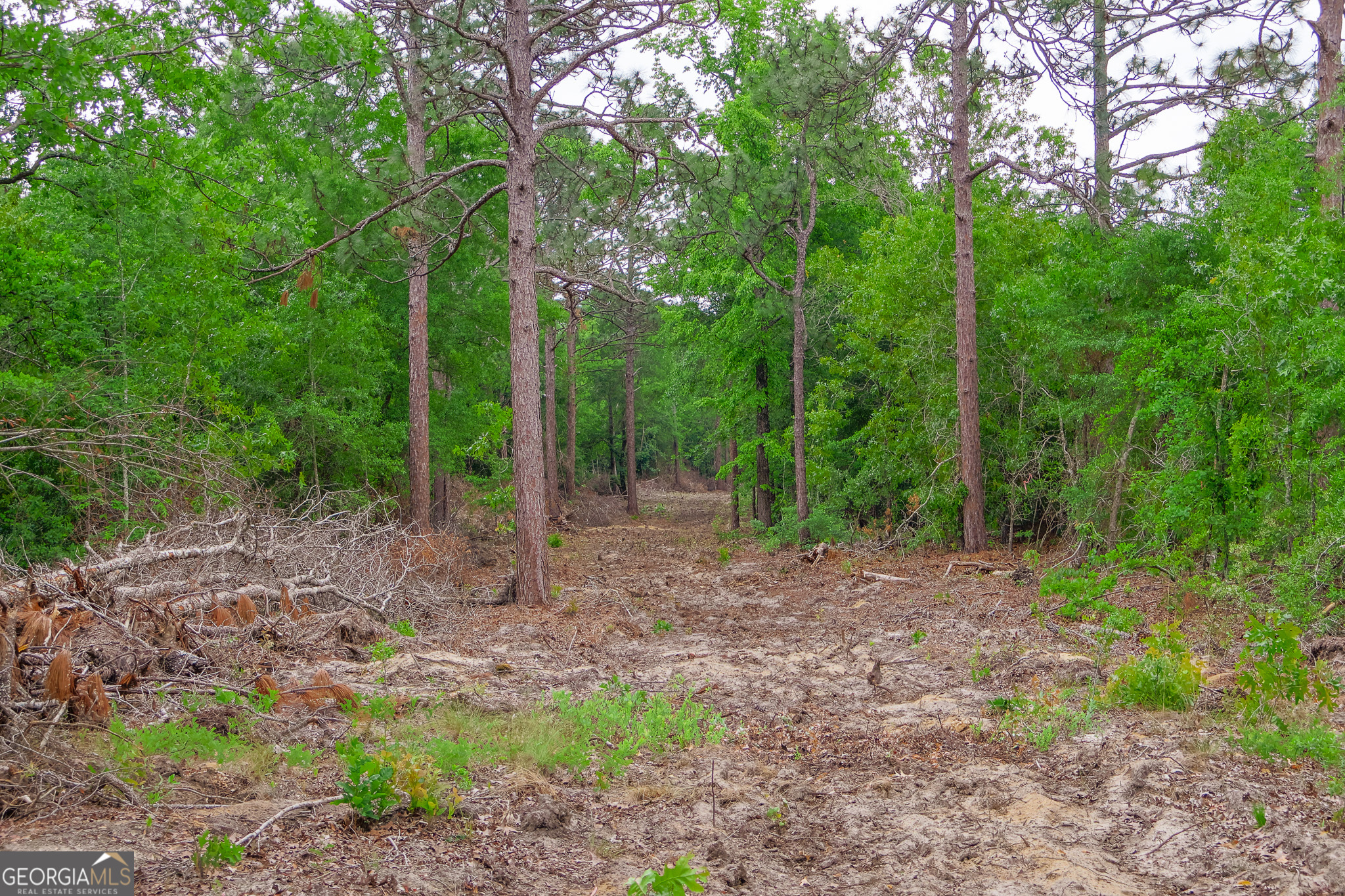 0 Chance Road Girard, GA 30426 - Photo 23 of 26 a view of a forest with trees in the background