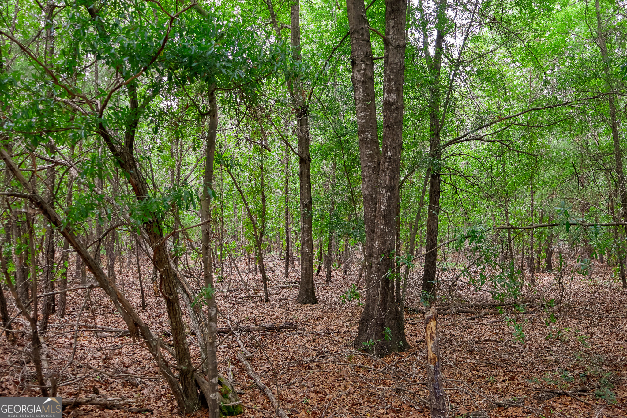 0 Chance Road Girard, GA 30426 - Photo 3 of 26 a view of a forest
