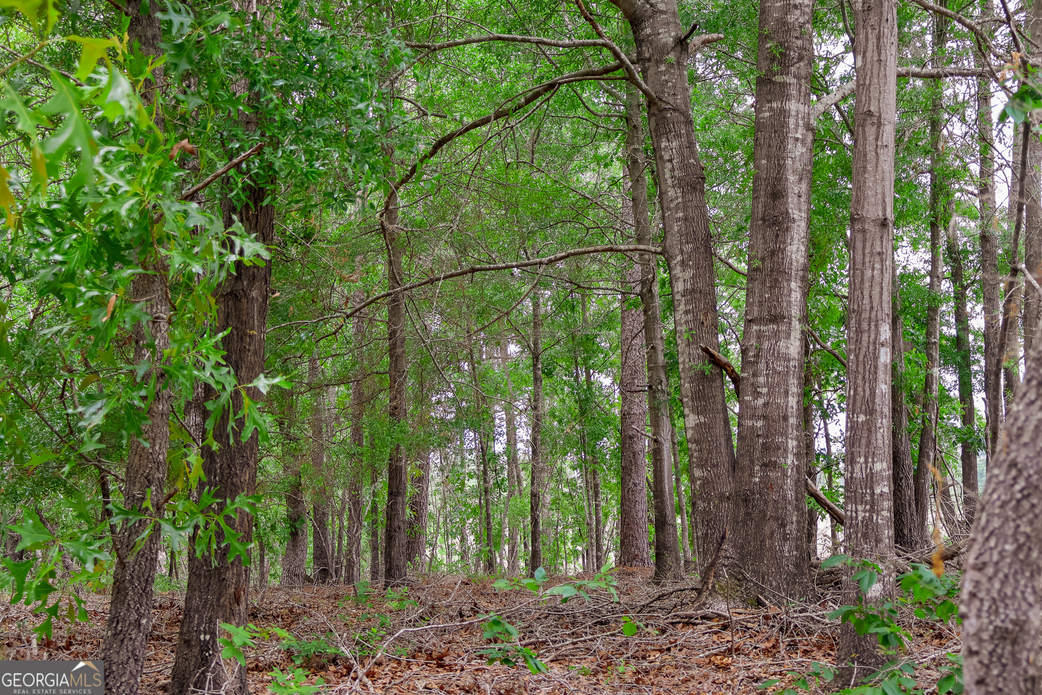 0 Chance Road Girard, GA 30426 - Photo 4 of 26 a view of forest