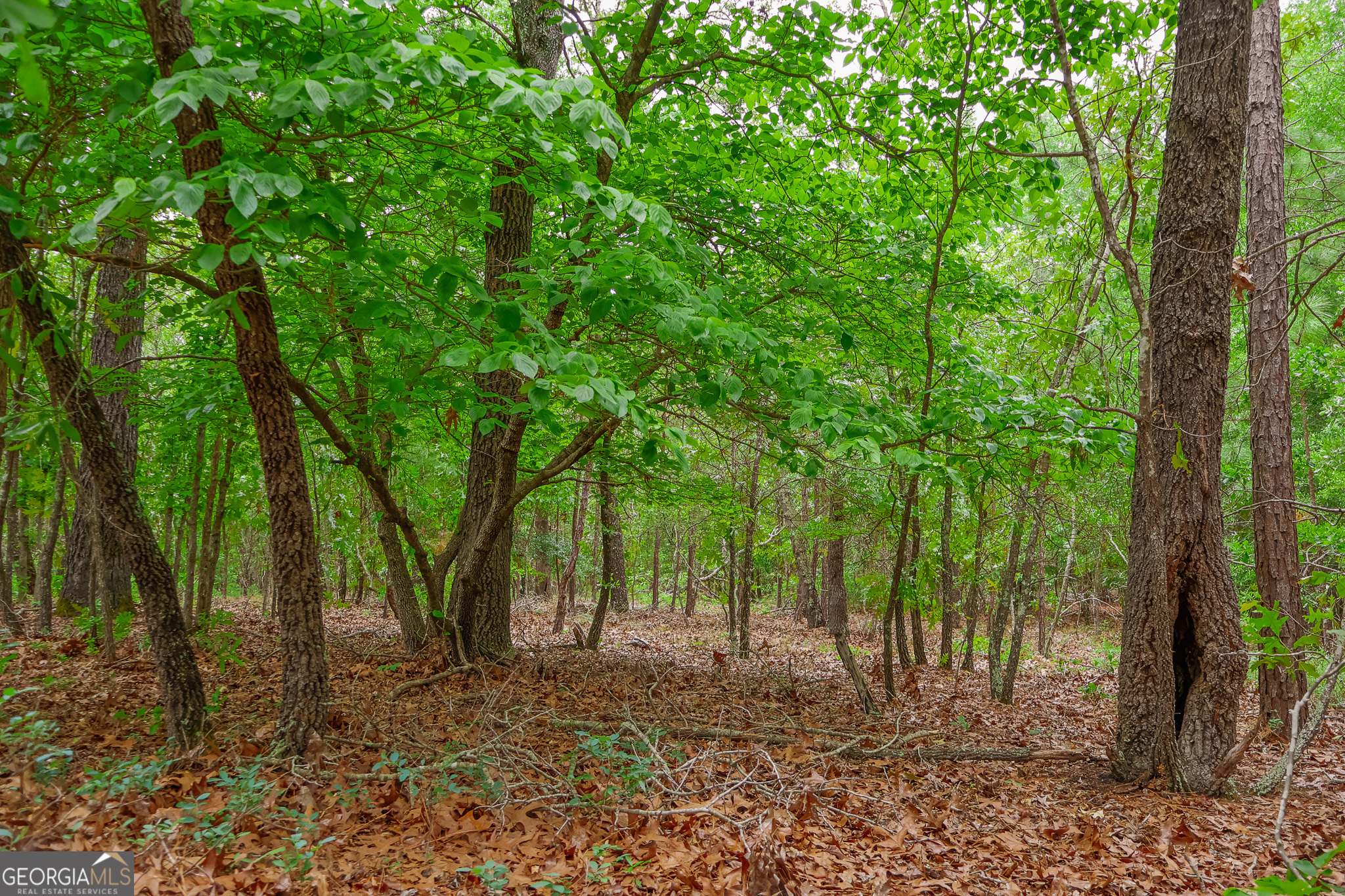 0 Chance Road Girard, GA 30426 - Photo 6 of 26 a backyard of a house with lots of green space