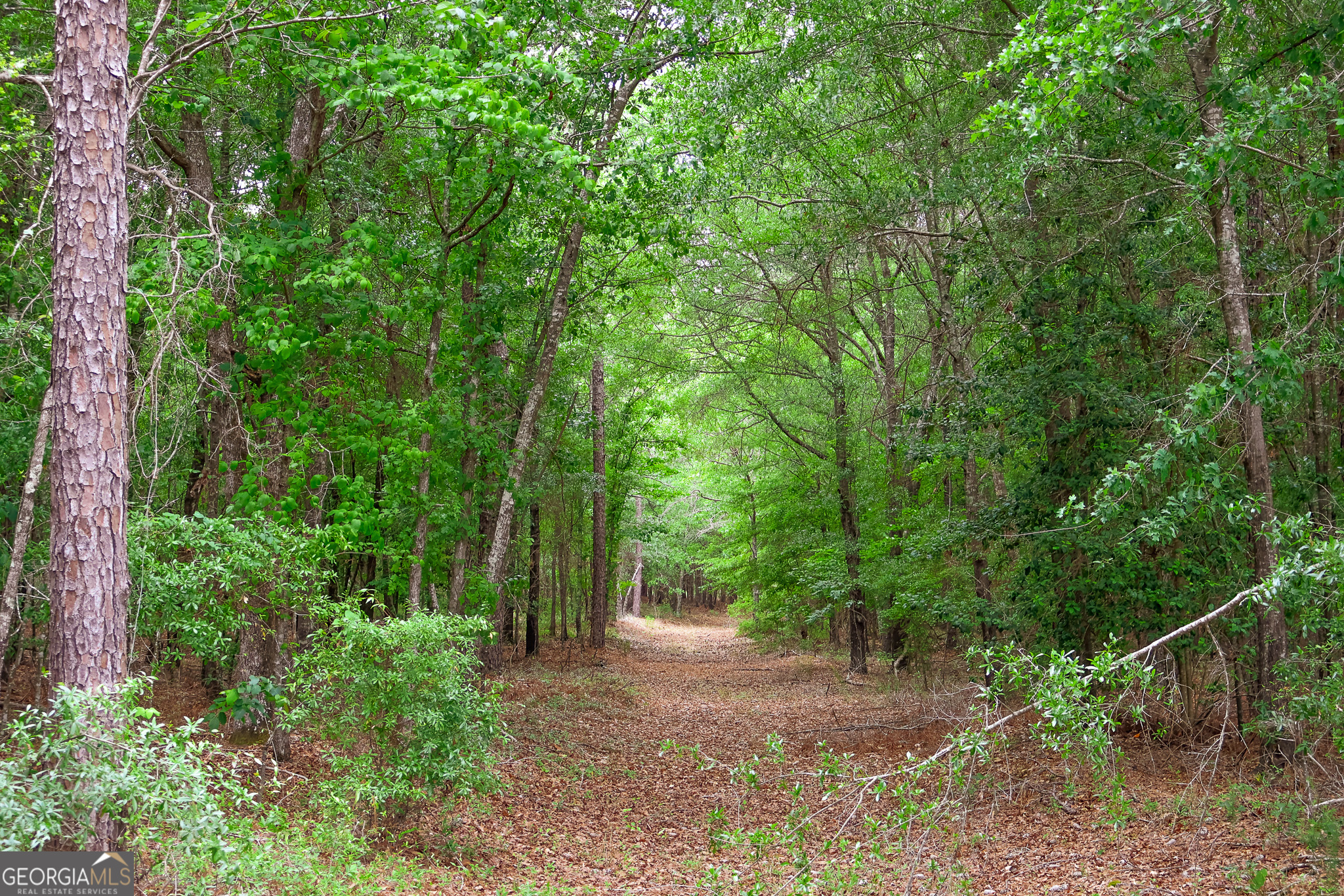 0 Chance Road Girard, GA 30426 - Photo 7 of 26 a view of backyard with green space