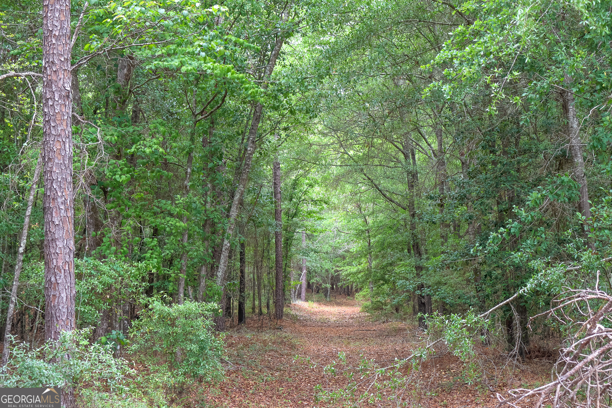 0 Chance Road Girard, GA 30426 - Photo 8 of 26 a view of a forest with trees in the background
