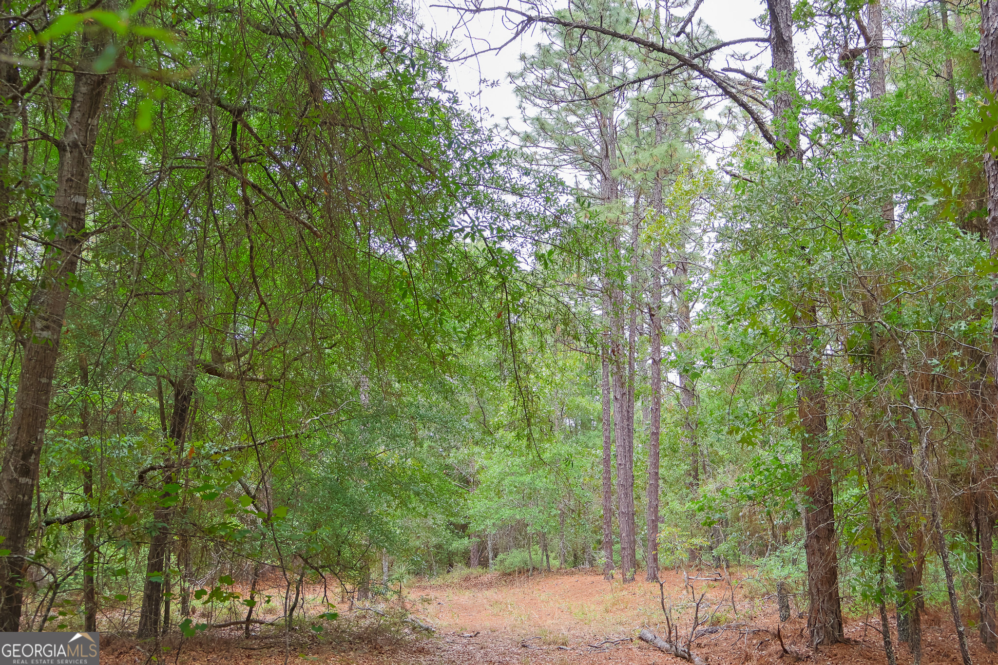 0 Chance Road Girard, GA 30426 - Photo 9 of 26 a view of a forest with trees