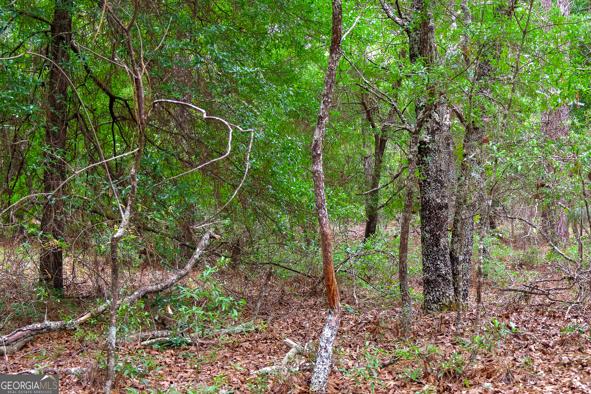 0 Chance Road Girard, GA 30426 - Photo 10 of 26 a backyard of a house with lots of plants and large trees