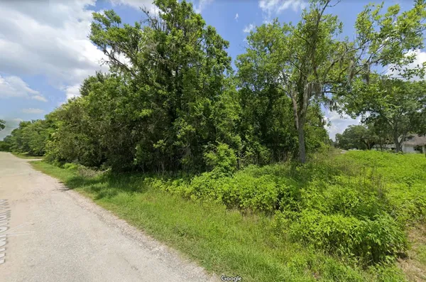 a view of a yard with plants and large trees