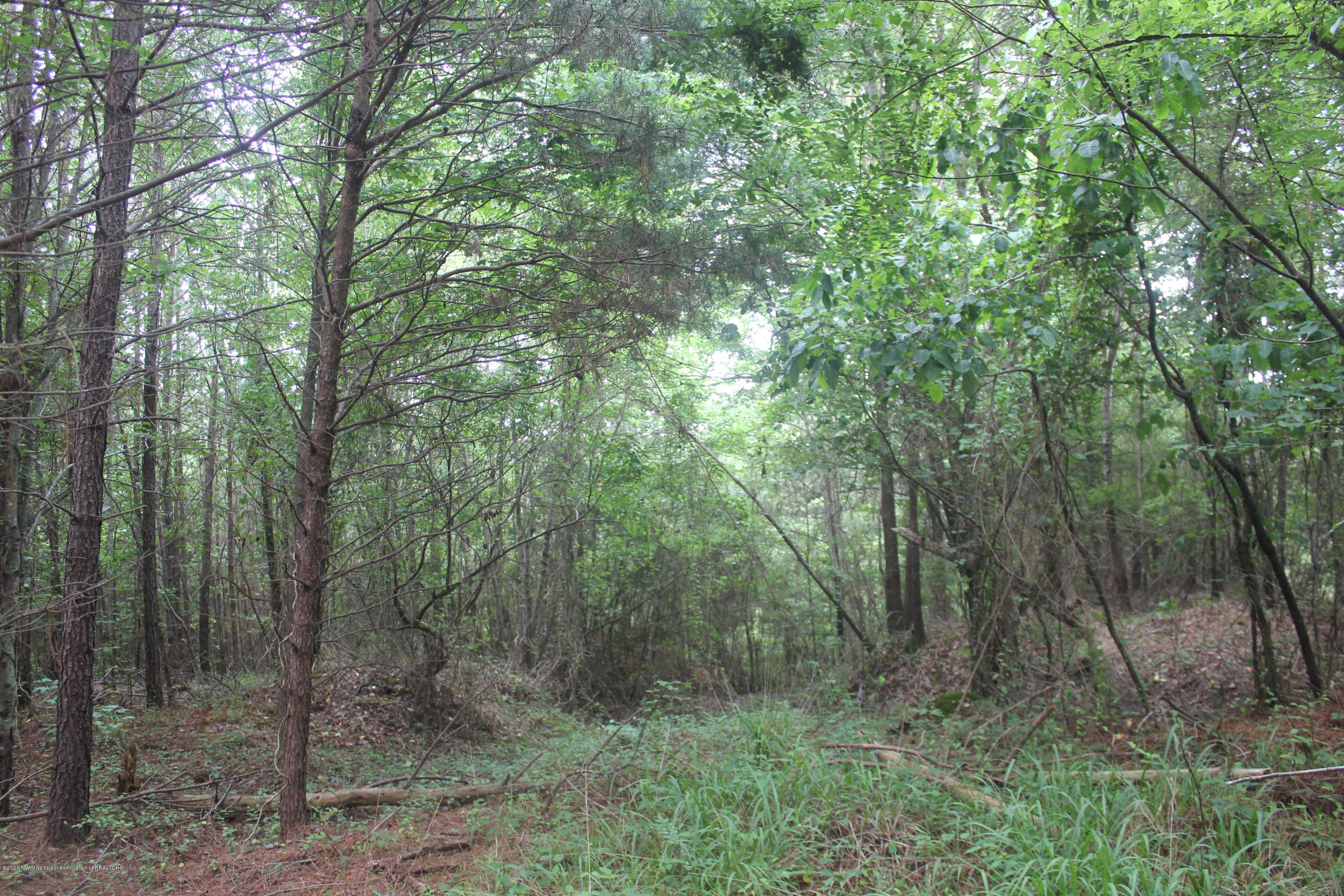 0 Higdon Road Holly Springs, MS 38635 - Photo 15 of 42 IMG_4503