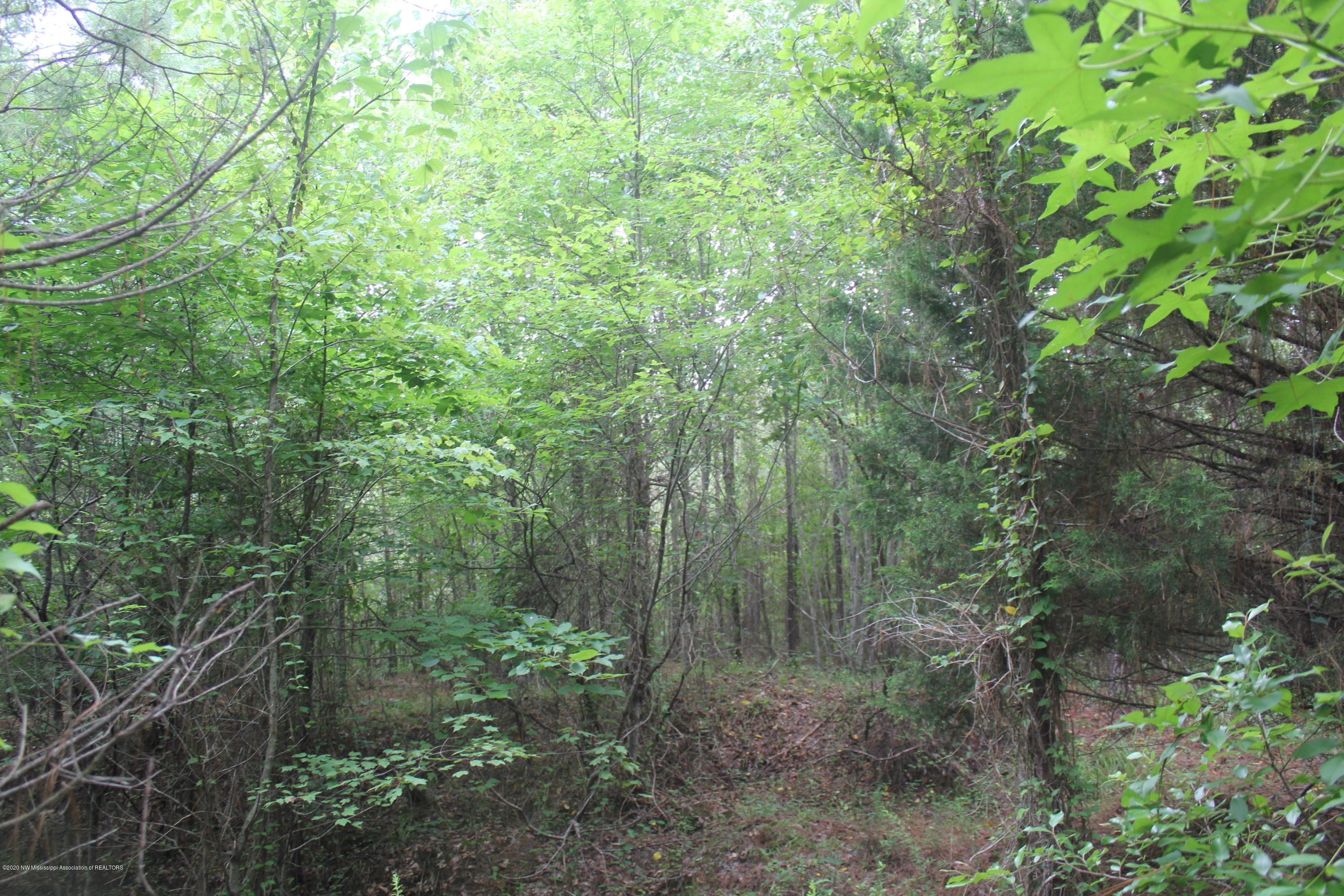 0 Higdon Road Holly Springs, MS 38635 - Photo 16 of 42 IMG_4504