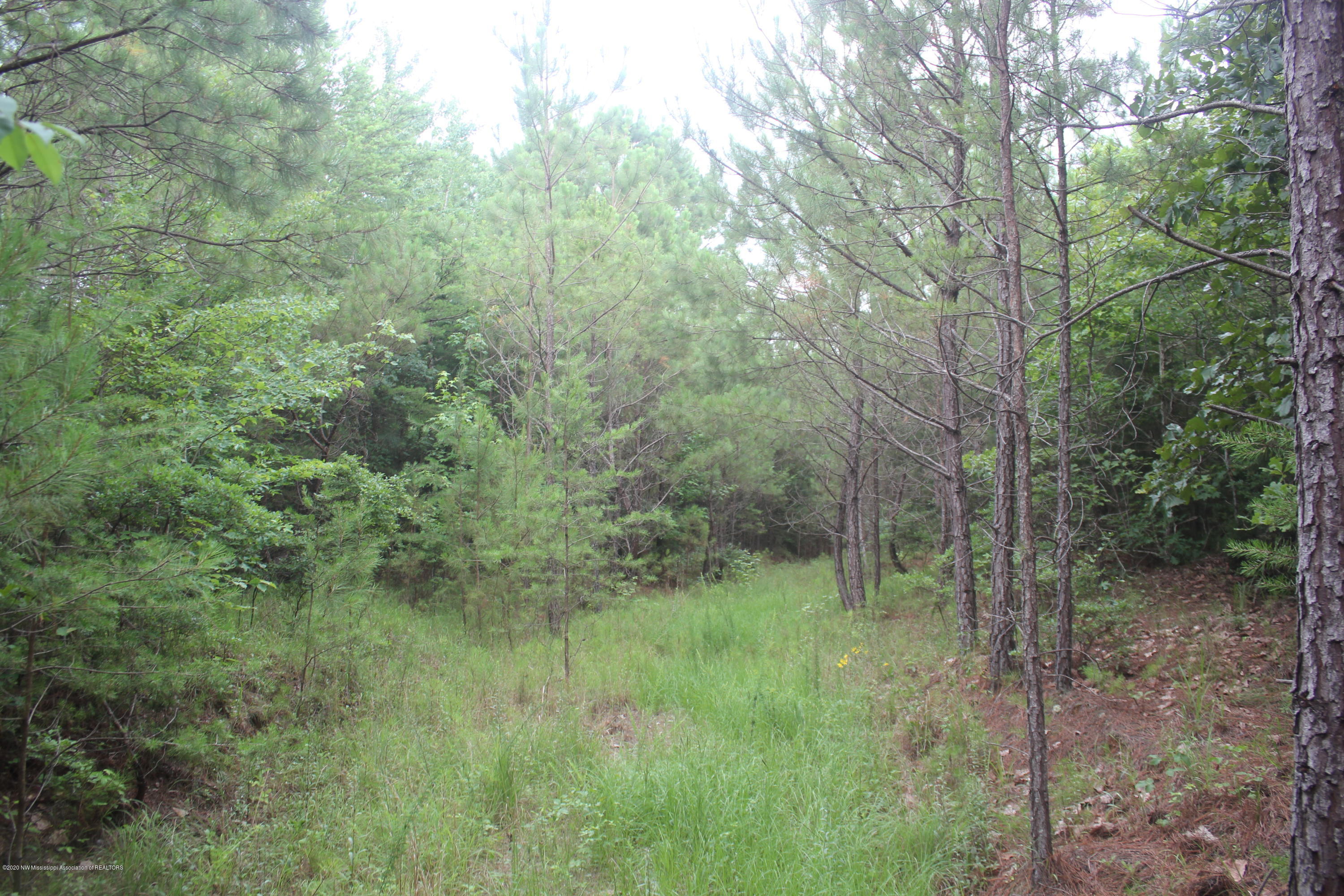 0 Higdon Road Holly Springs, MS 38635 - Photo 20 of 42 IMG_4508