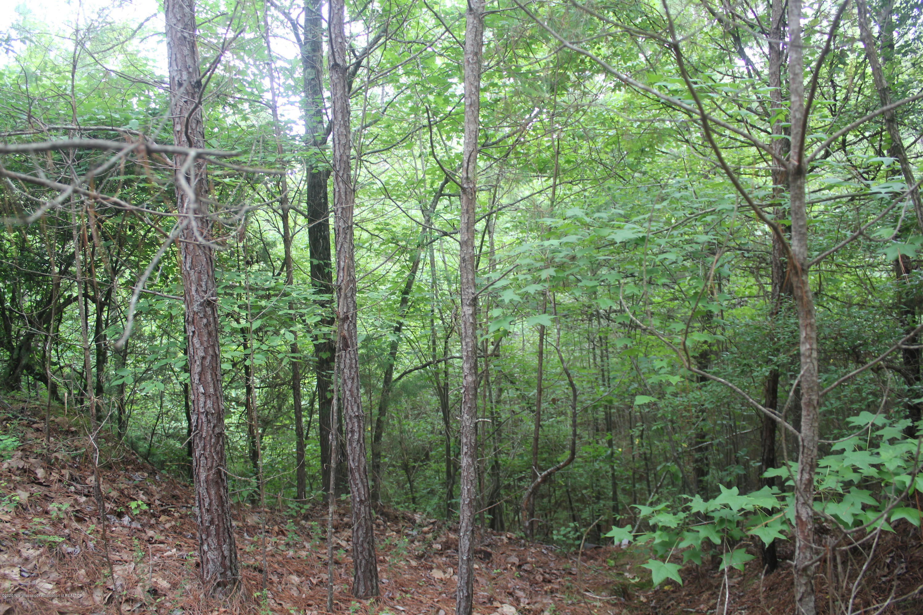 0 Higdon Road Holly Springs, MS 38635 - Photo 25 of 42 IMG_4513