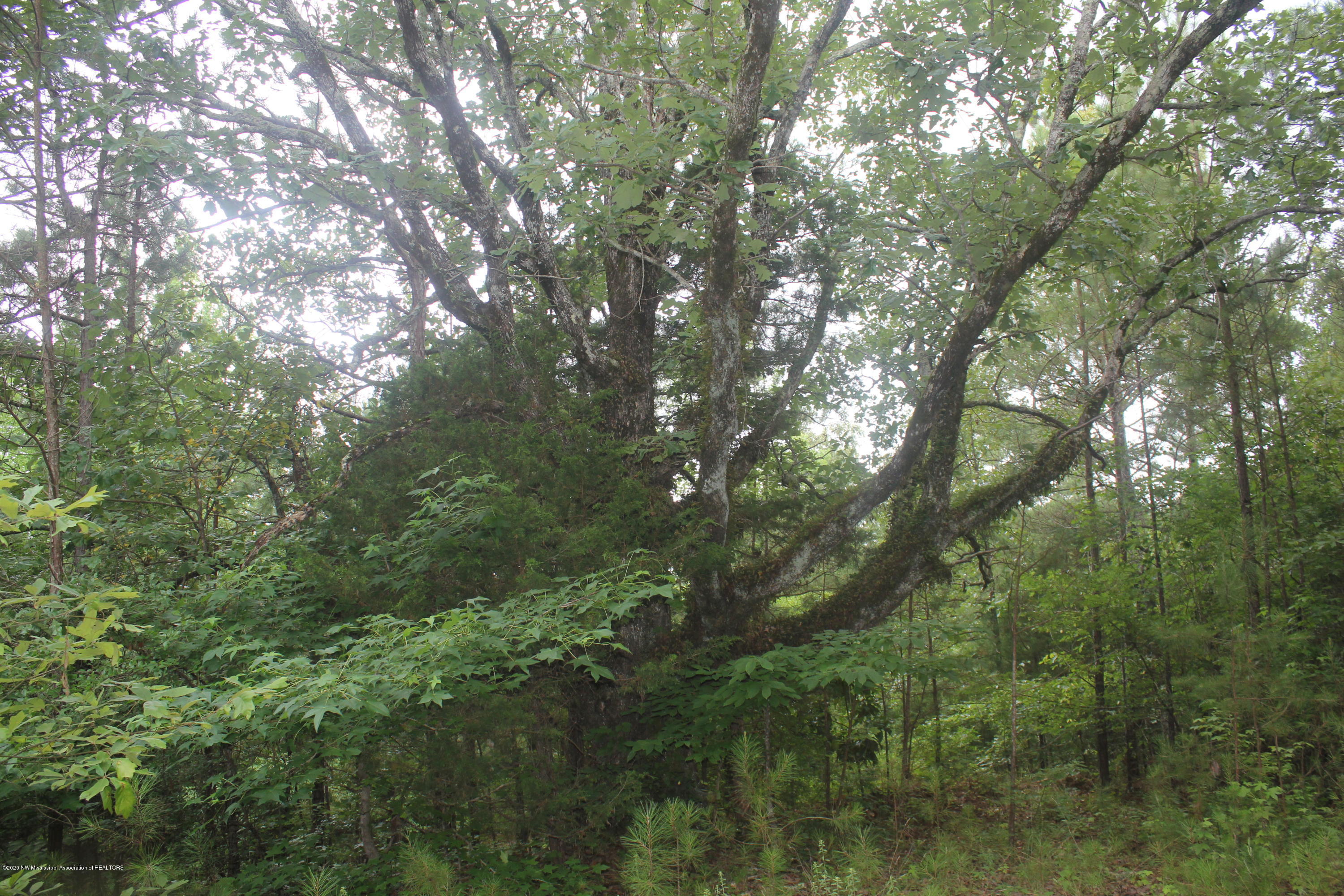 0 Higdon Road Holly Springs, MS 38635 - Photo 27 of 42 IMG_4515