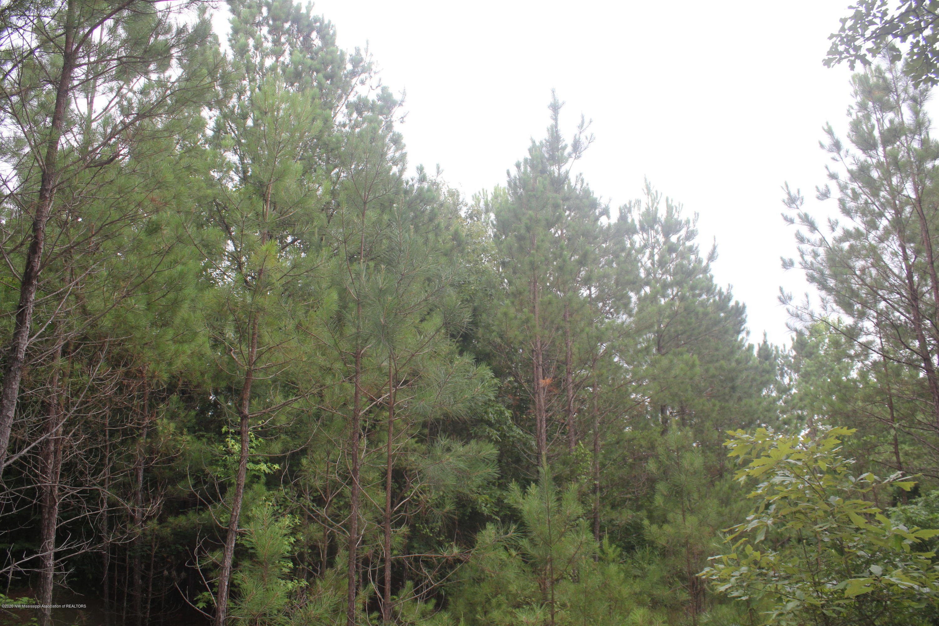 0 Higdon Road Holly Springs, MS 38635 - Photo 29 of 42 IMG_4517