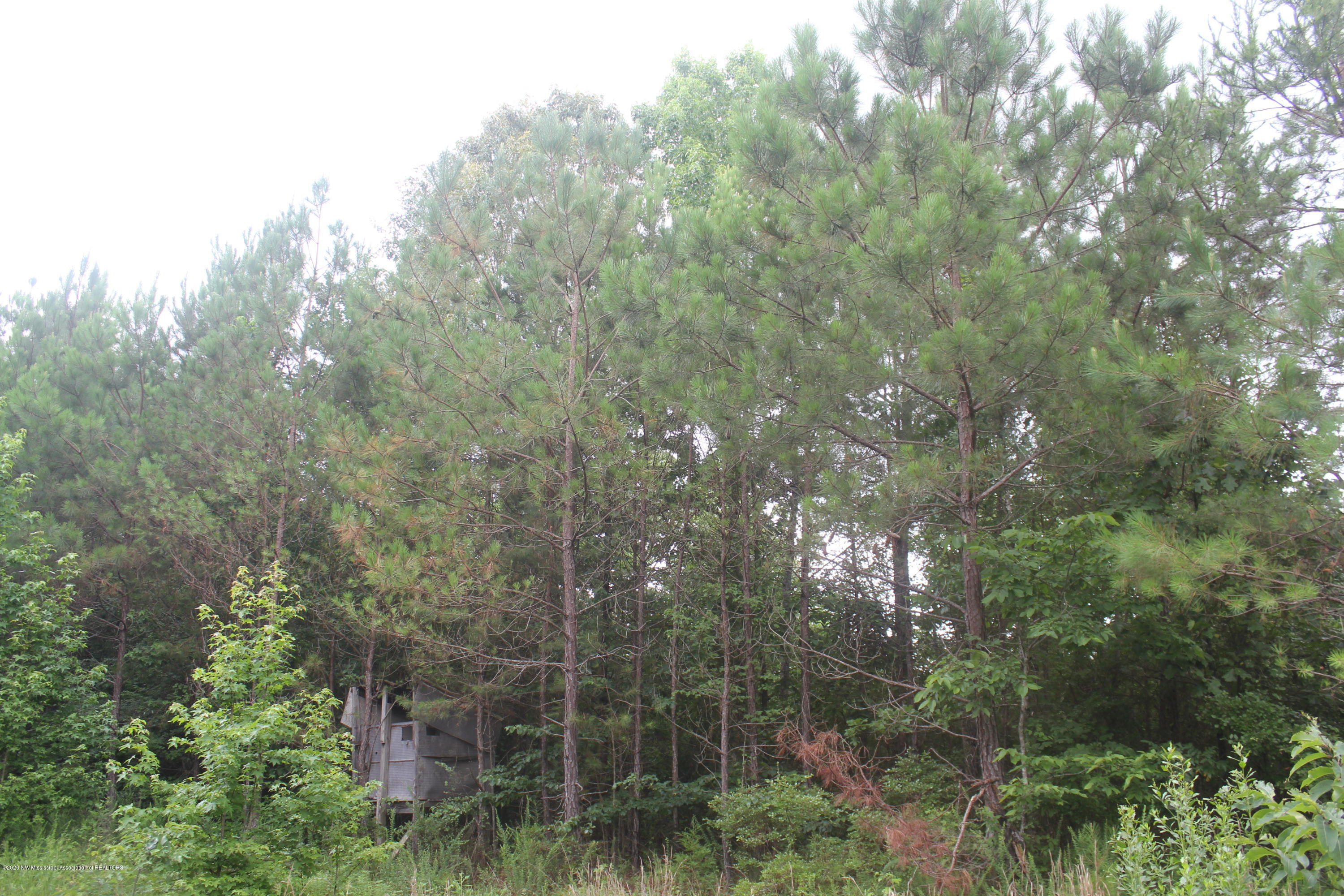 0 Higdon Road Holly Springs, MS 38635 - Photo 35 of 42 IMG_4523