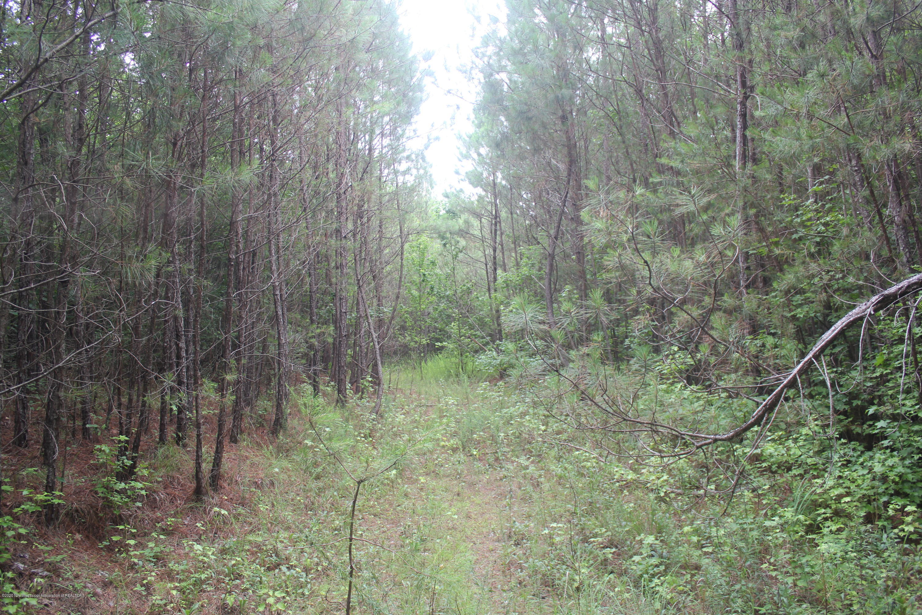 0 Higdon Road Holly Springs, MS 38635 - Photo 5 of 42 IMG_4493