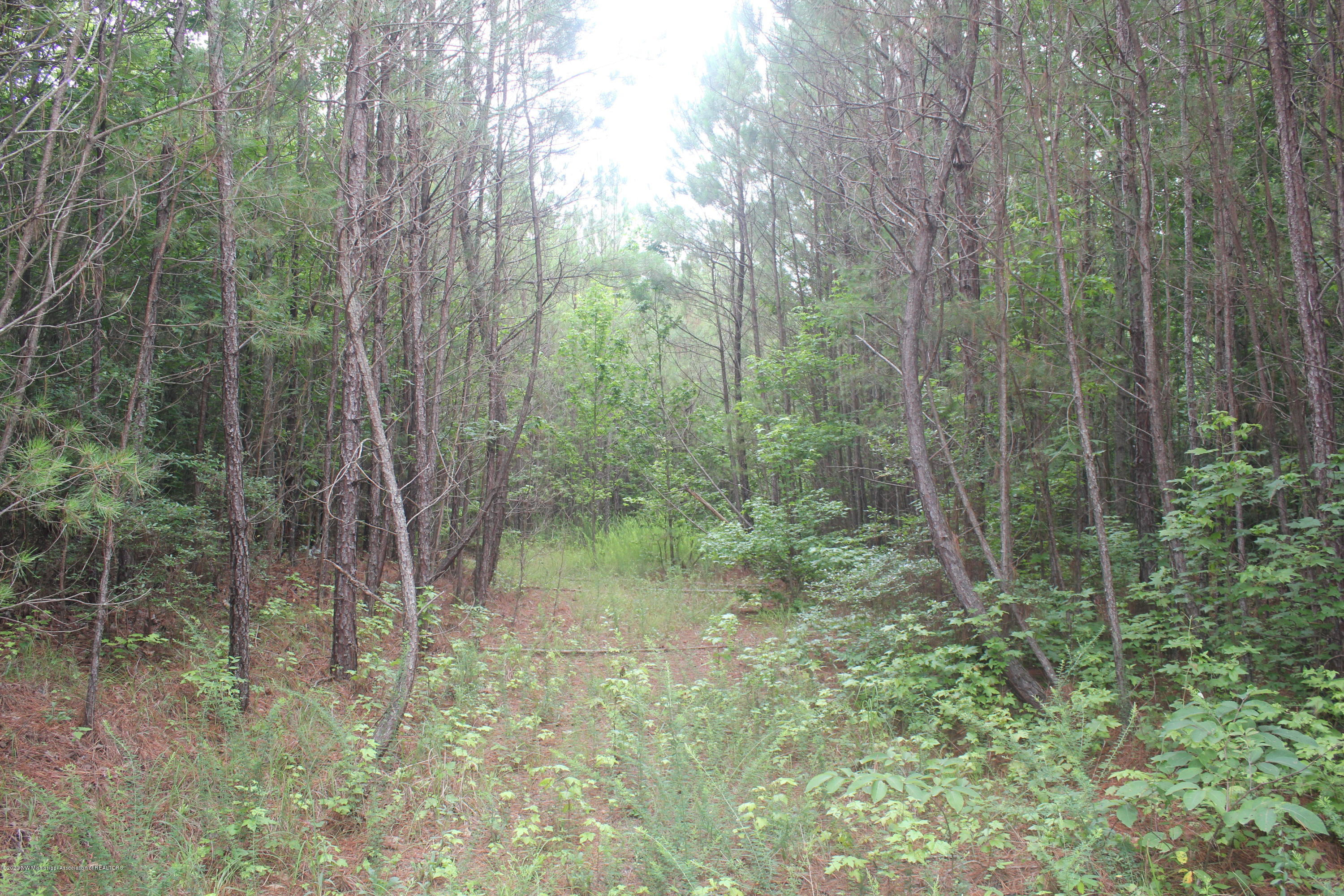 0 Higdon Road Holly Springs, MS 38635 - Photo 7 of 42 IMG_4495