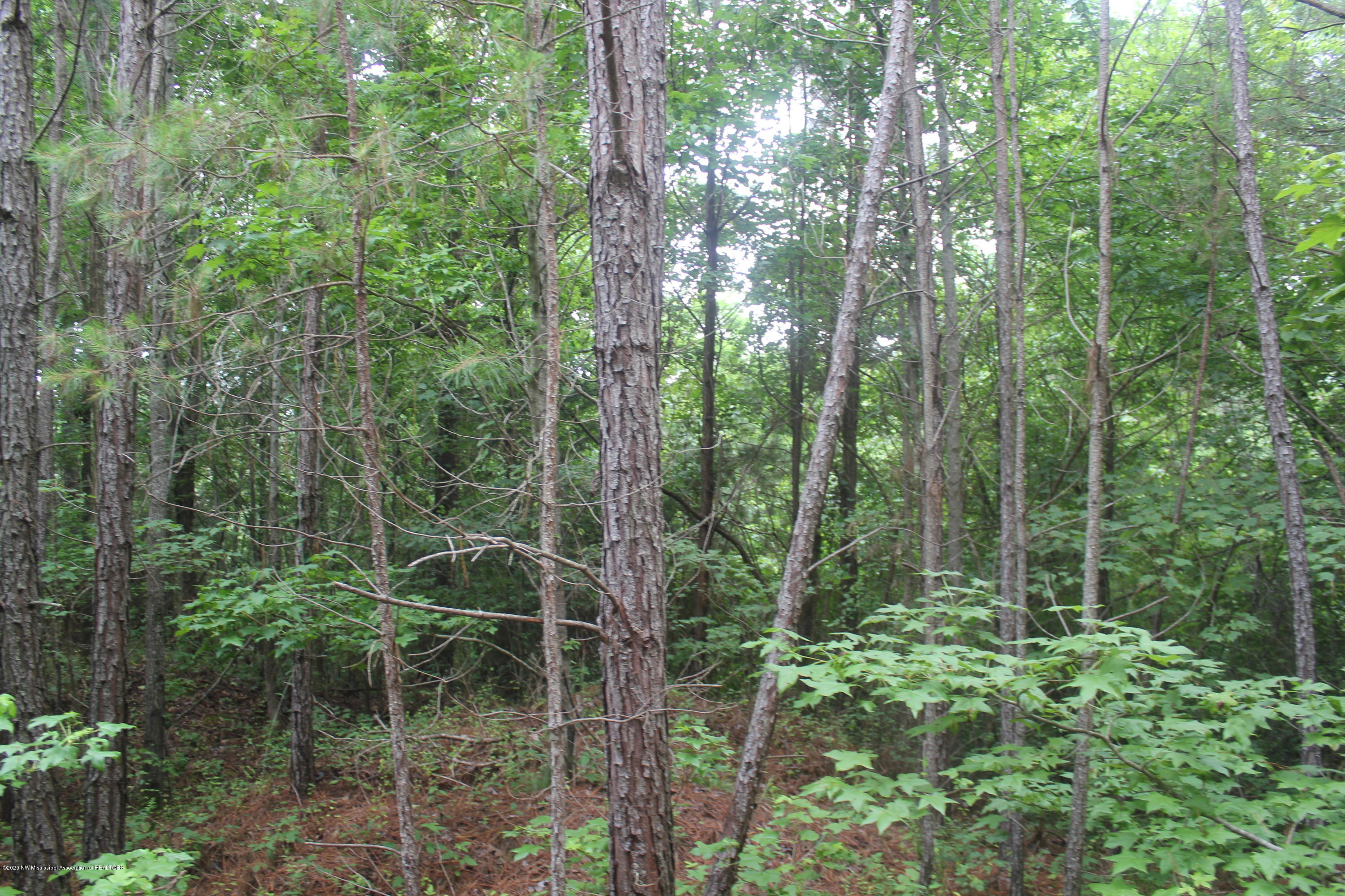 0 Higdon Road Holly Springs, MS 38635 - Photo 9 of 42 IMG_4497