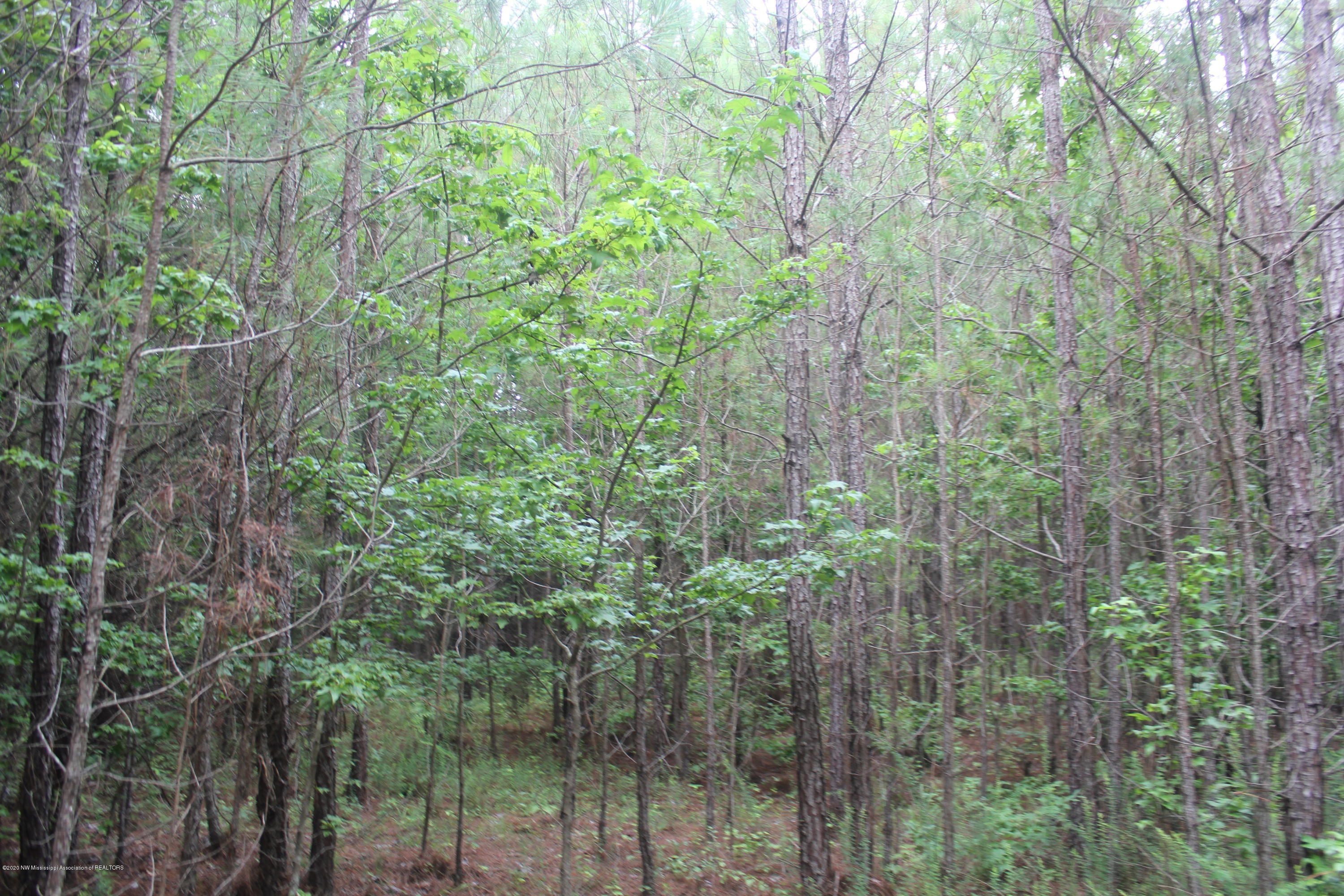 0 Higdon Road Holly Springs, MS 38635 - Photo 10 of 42 IMG_4498
