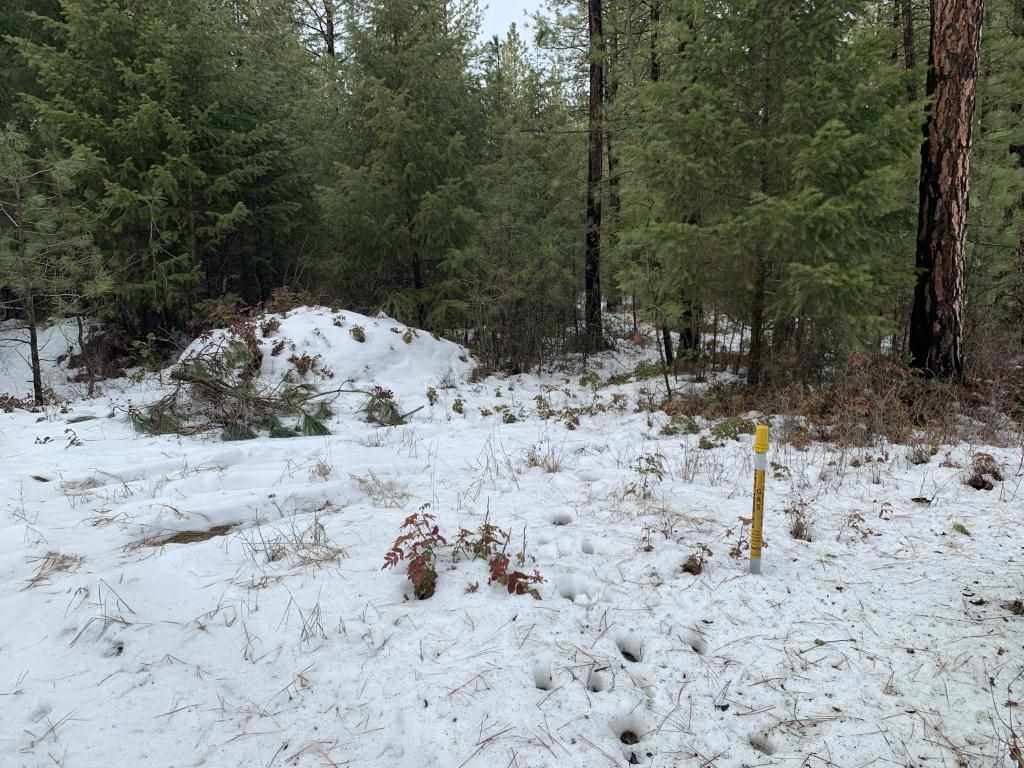 Tbd Tbd Cedar Loop Road Colville, WA 99114 - Photo 2 of 7 Gallery Image 2