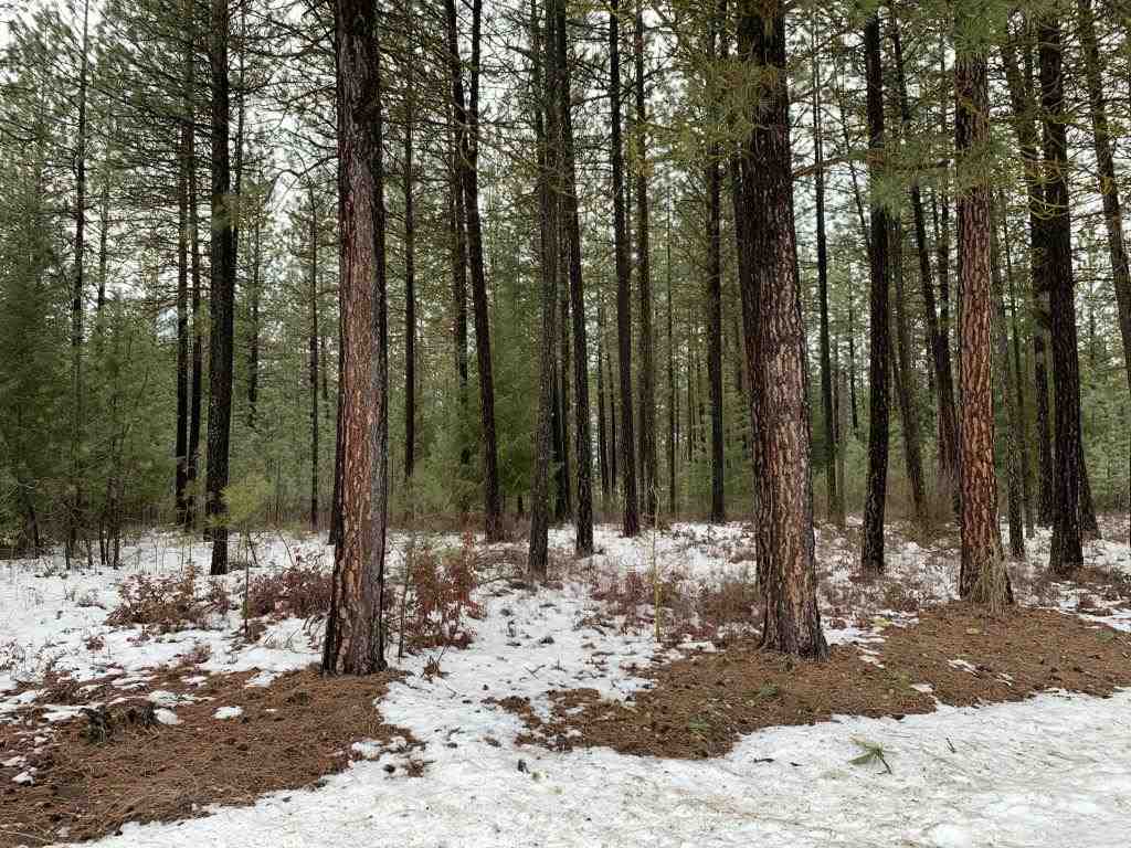 Tbd Tbd Cedar Loop Road Colville, WA 99114 - Photo 3 of 7 Gallery Image 3