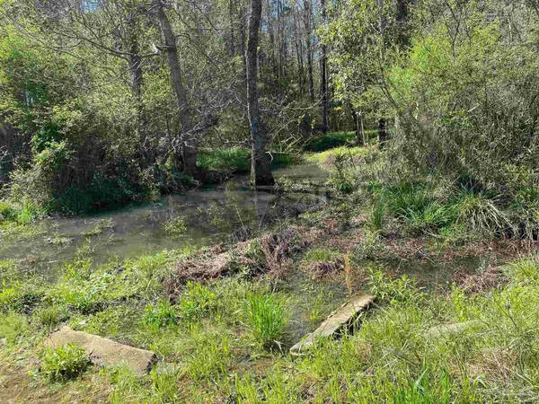a view of a forest with trees in the background