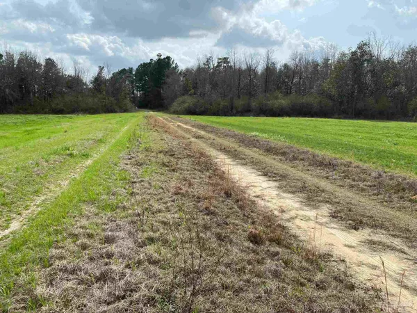 a view of field with tall trees