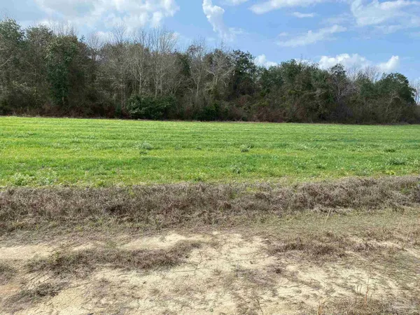 a view of a grassy field with trees in the background