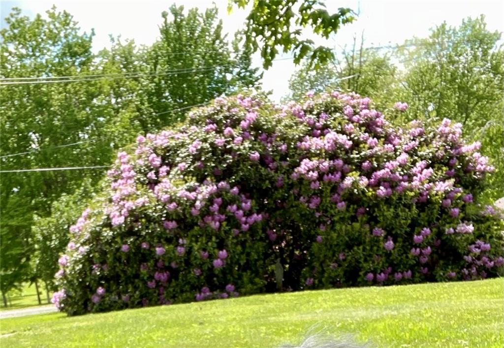 230 Locust Road Addison, PA 15411 - Photo 35 of 43 a view of a bunch of flowers