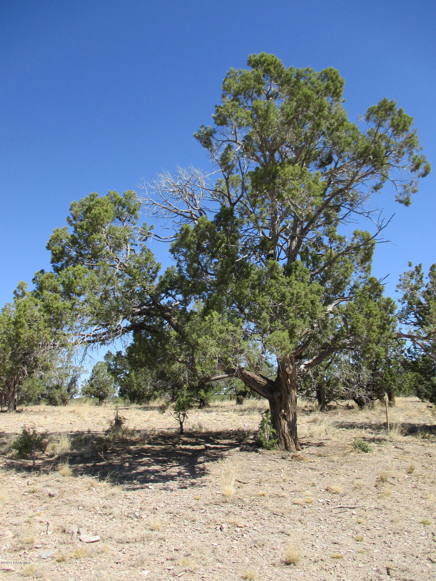 0 West Rambling Road Prescott, AZ 86305 - Photo 16 of 29 a view of a yard with trees