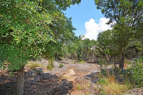a view of a tree in a yard