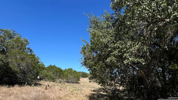 a view of a tree in a yard