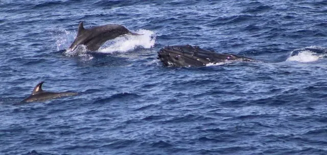 a view of a dry yard with wooden fence