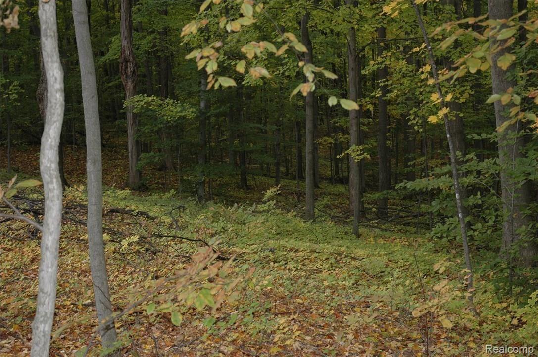 3131 North Summers Road Imlay City, MI 48444 - Photo 34 of 34 Beautiful wooded backyard