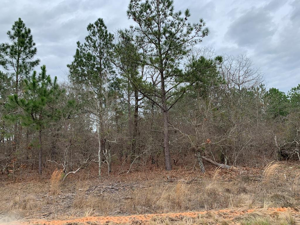 0 Bogeyville Road Ridge Spring, SC 29129 - Photo 1 of 1