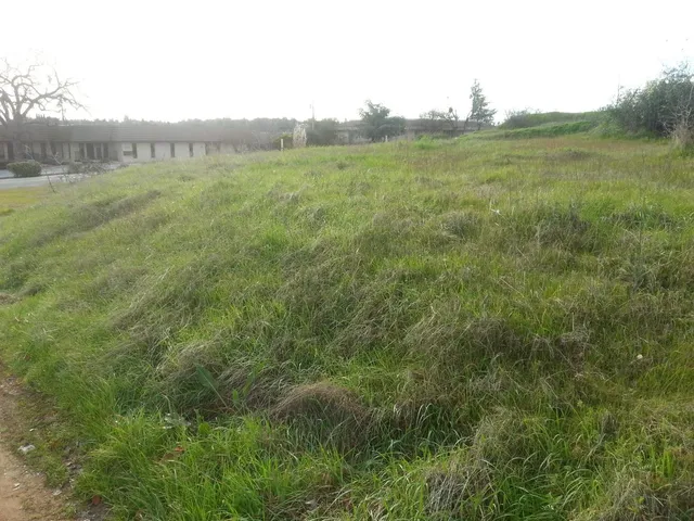 a view of a pathway both side of green field