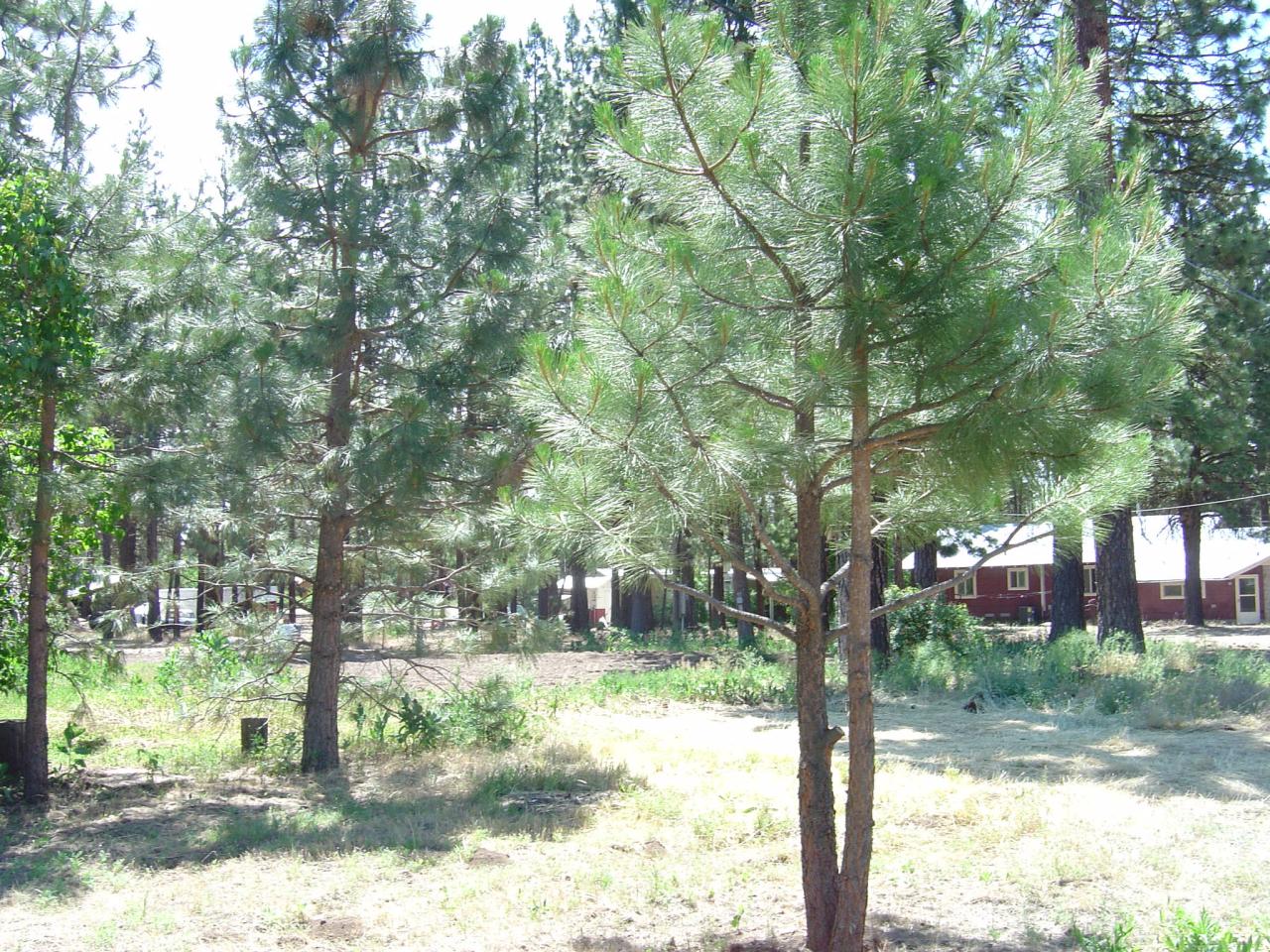 Tbd Lee Road McArthur, CA 96056 - Photo 2 of 3 Well Treed parcel