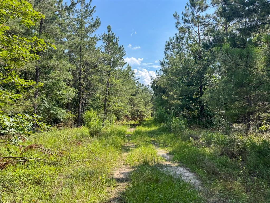 0 Ferguson Road Coushatta, LA 71019 - Photo 5 of 13